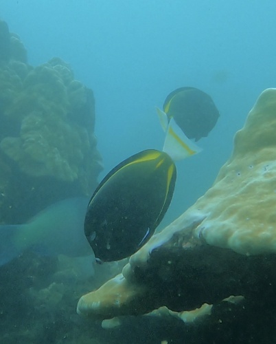 Acanthurus nigricans