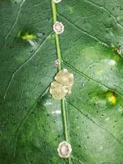 Ceroplastes japonicus
