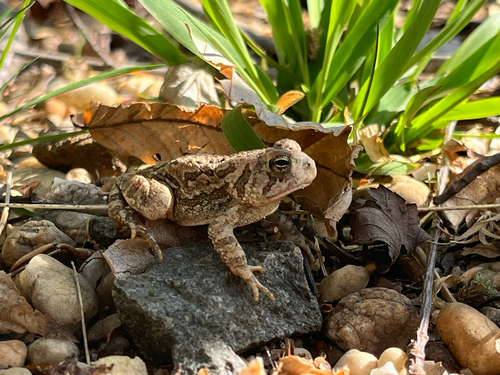 Fowler's Toad observed by greenwoods