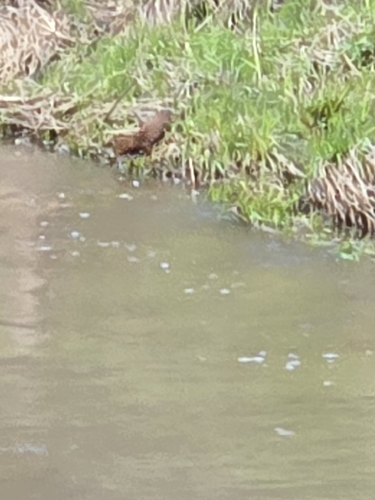 American Mink observed by theancientwatcher