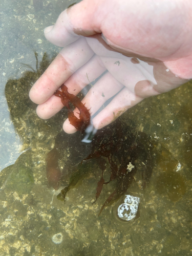 Grateloupia californica observed 2026-04-18