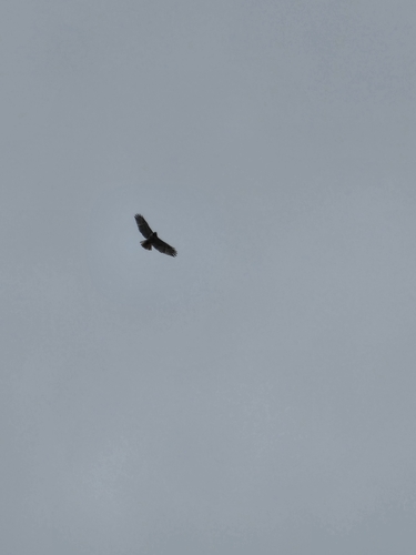 Red-tailed Hawk observed by carterdorscht