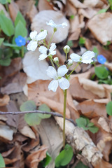 Cardamine trifolia