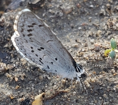 Celastrina ladon