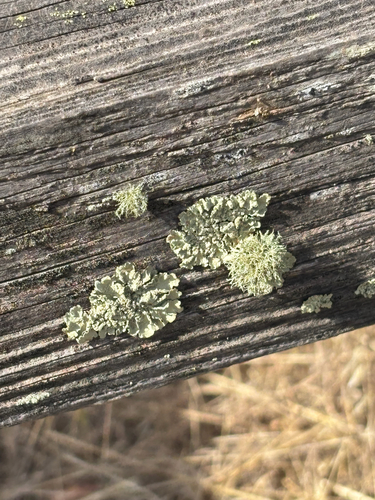 iNaturalist observation photo of Speckled Greenshield Lichens