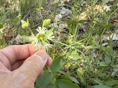 Silene greenei, photograph (c) Dee Shea Himes, some rights reserved (CC BY)
