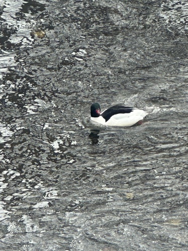 Common Merganser observed by onekoolkid0