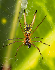 Micrathena brevipes