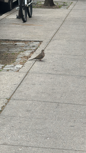 Mourning Dove observed by maryam62152
