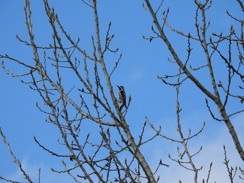 Yellow-bellied Sapsucker observed by rhonda1964