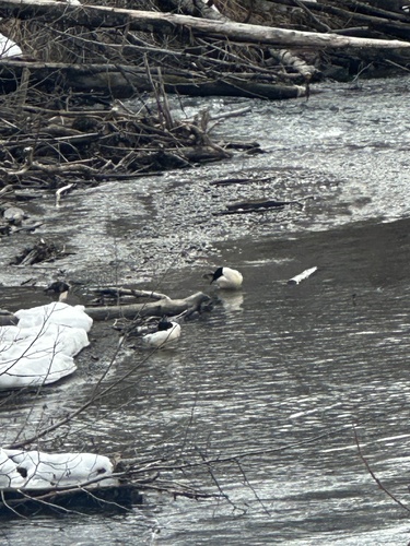Common Merganser observed by onekoolkid0