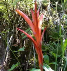 Pitcairnia karwinskyana