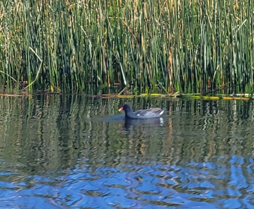Common Gallinule observed by juleseth
