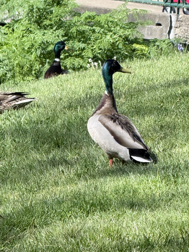Mallard observed by madwuh