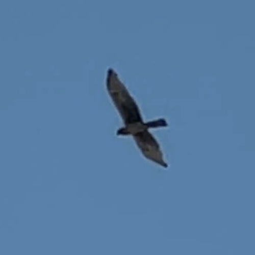 Northern Harrier observed by annegp