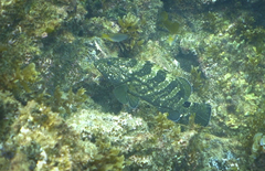 Epinephelus daemelii