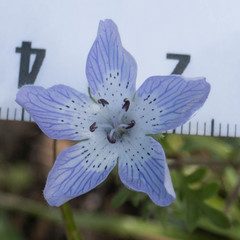 Nemophila menziesii menziesii