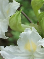 Rhododendron alabamense