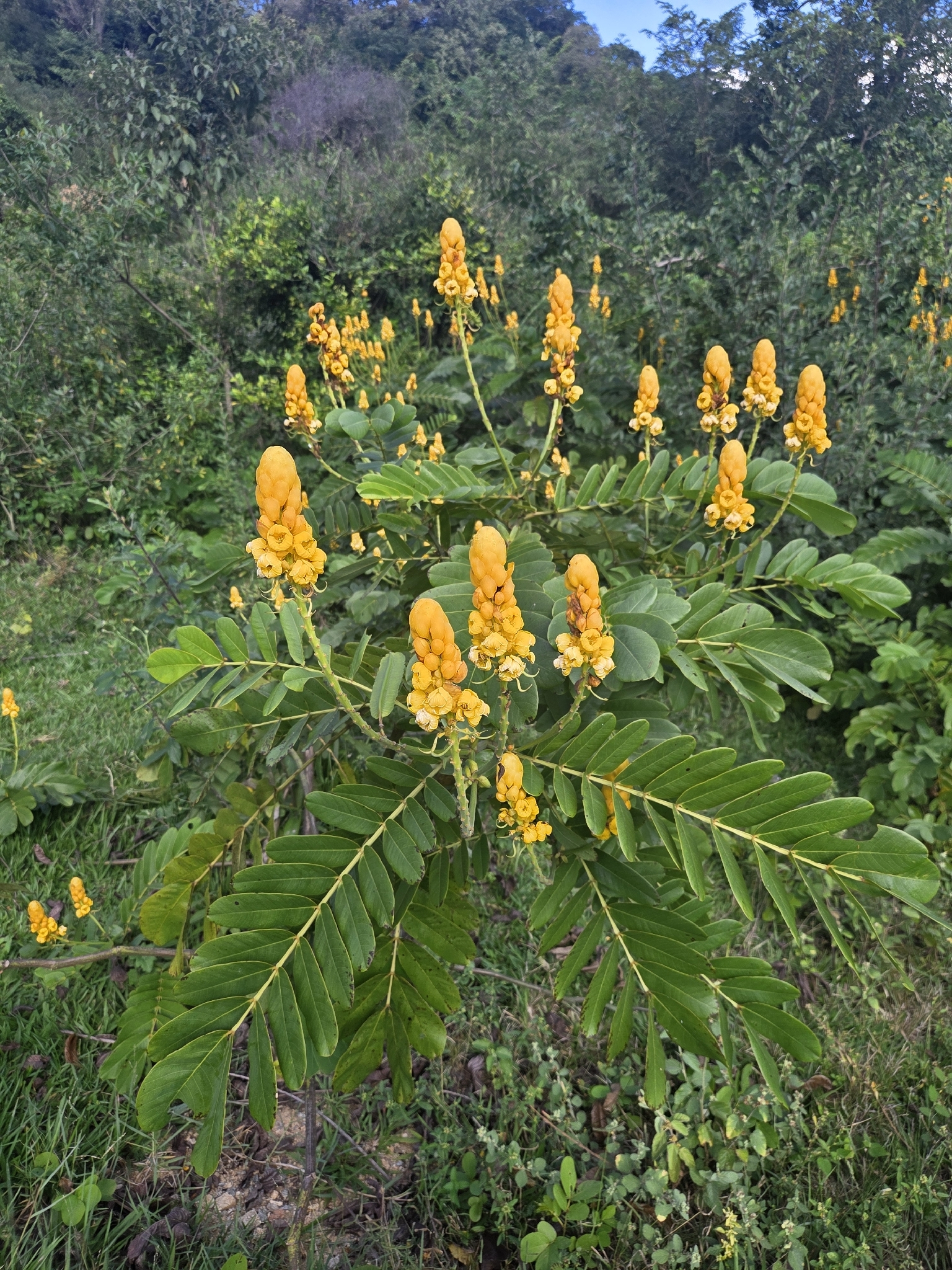 Senna alata