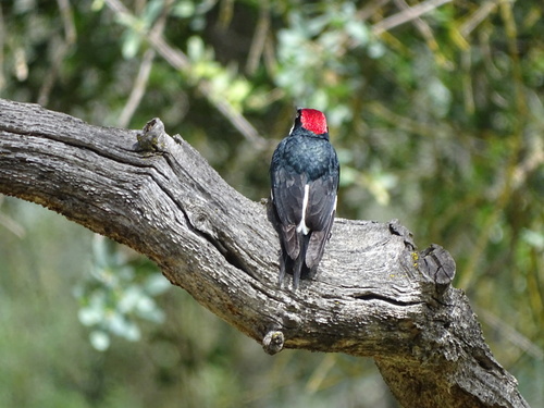 Acorn Woodpecker observed by katsfinds