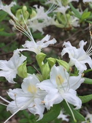 Rhododendron alabamense