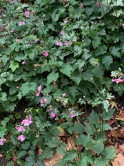 Eriocapitella × hybrida