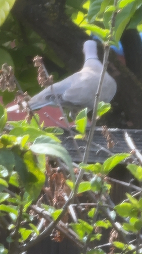 Eurasian Collared-Dove observed by untrainednaturalist