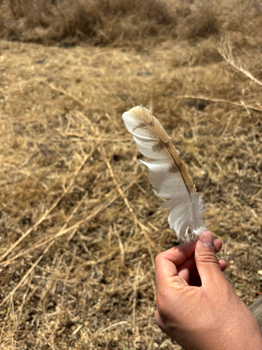 iNaturalist observation photo of American Barn Owl
