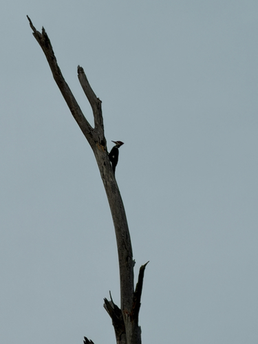 Pileated Woodpecker observed by emzyee4813