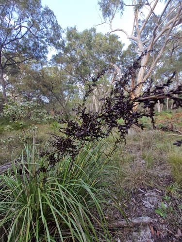 Gahnia sieberiana, photograph 5