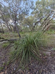 Gahnia sieberiana, photograph (c) ronavery, some rights reserved (CC BY)