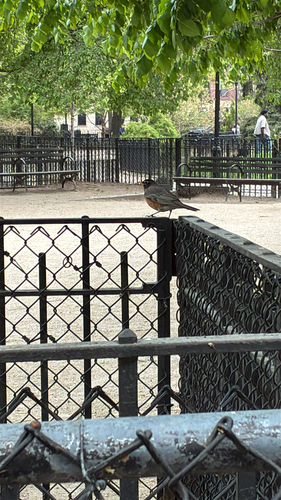 American Robin observed by lotus5262