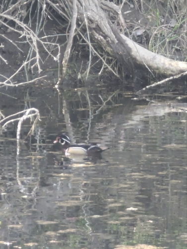 Каролинская утка observed by tasmanita
