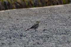Motacilla alba