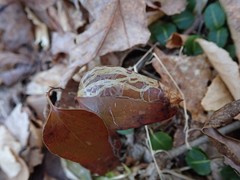 Marmara smilacisella