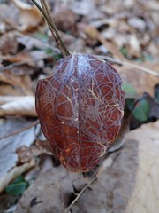 Marmara smilacisella
