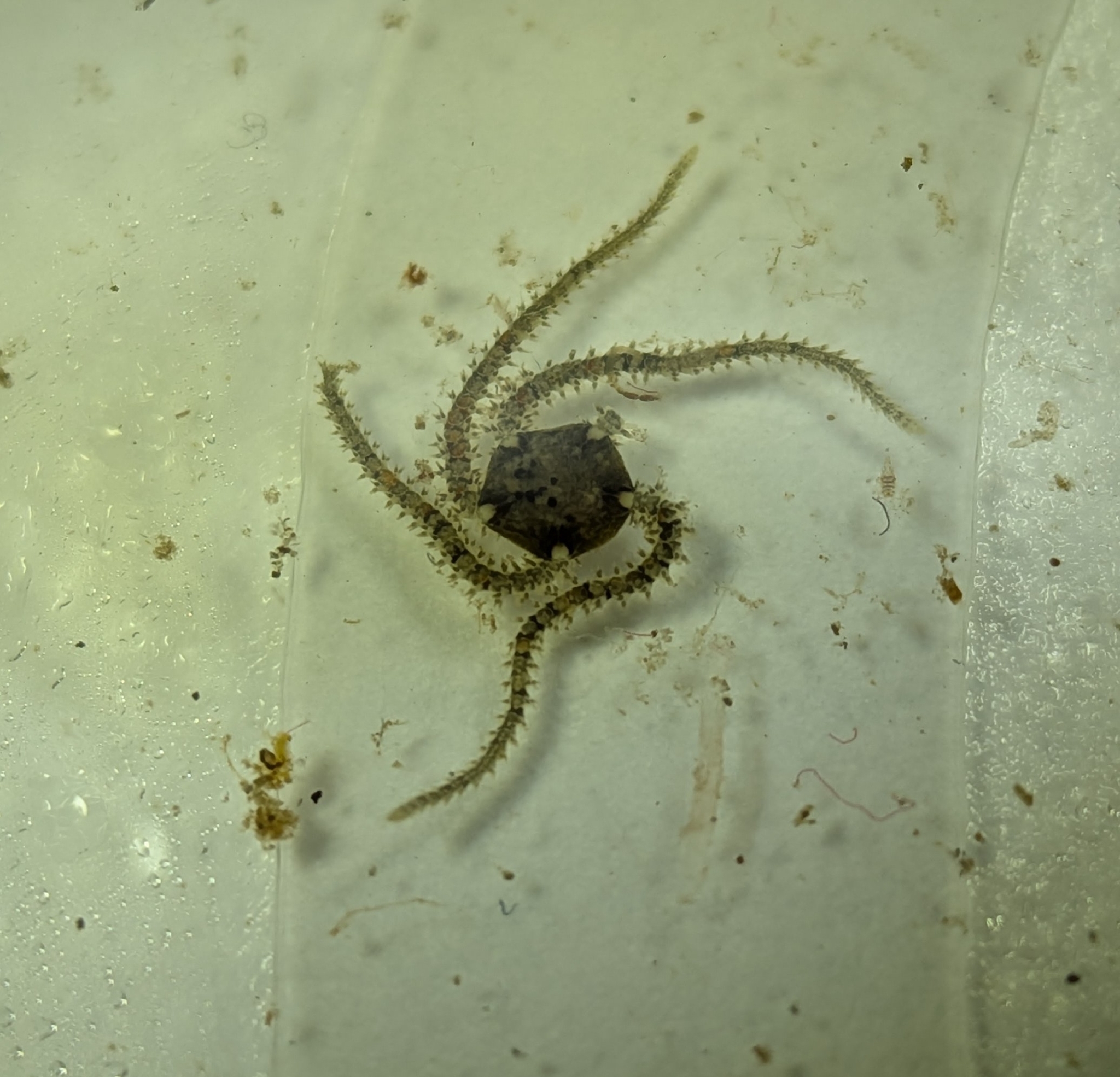 Estrella quebradiza escamosa