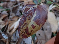 Marmara smilacisella