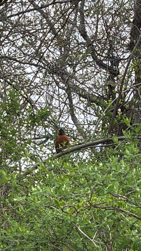American Robin observed by jvase
