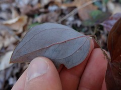 Marmara smilacisella