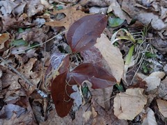 Marmara smilacisella