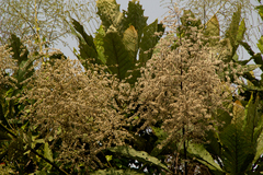 Vernonieae