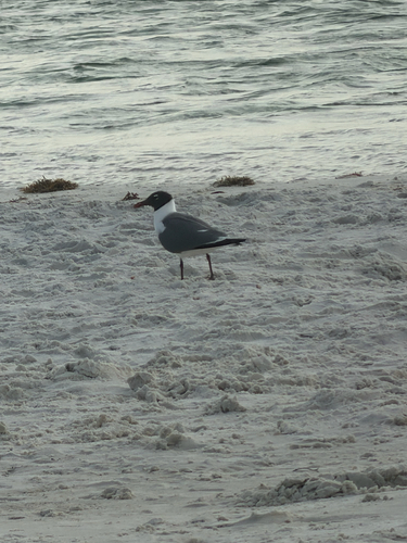 Laughing Gull observed by morgan9615