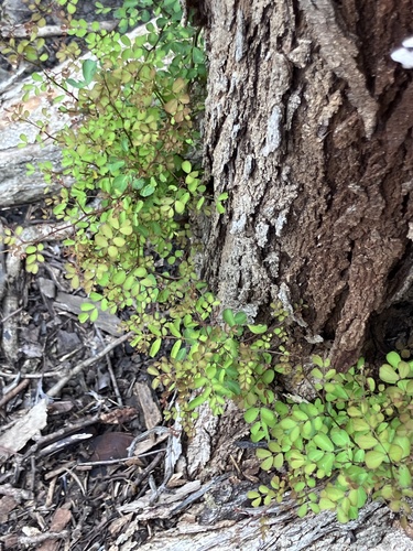 Haematoxylum campechianum, 2026-04-18