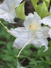 Rhododendron alabamense