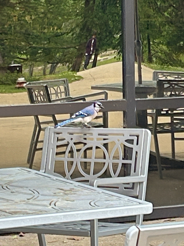 Blue Jay observed by leu__kotomy