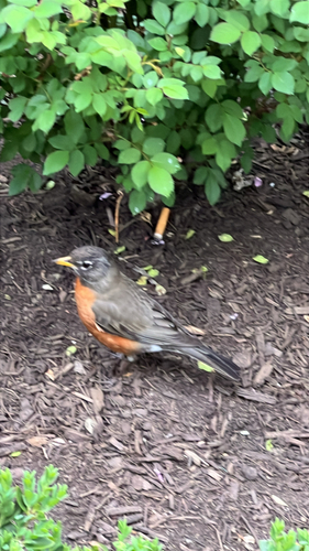 American Robin observed by gl3084