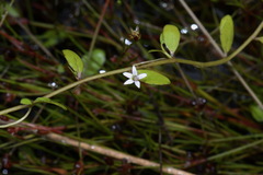Lobelia fatiscens