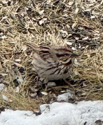 Song Sparrow observed by hilltopkurt