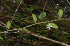 Lobelia fatiscens